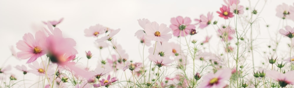 User banner image